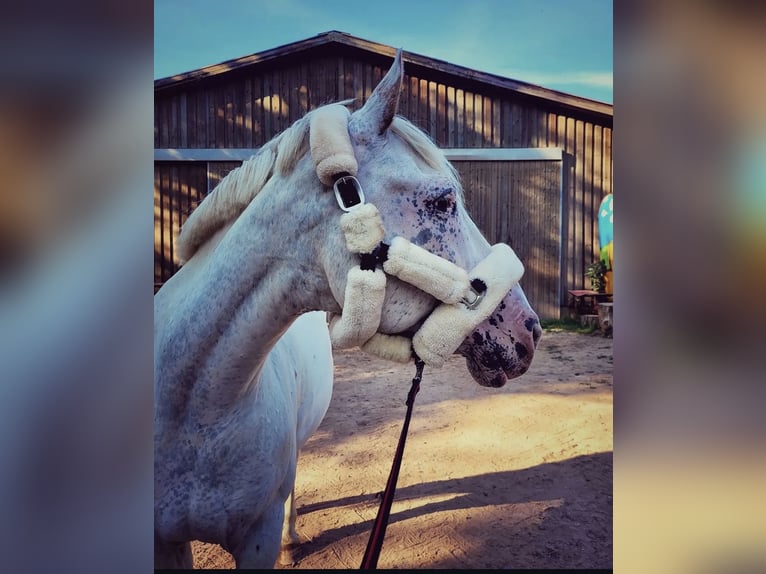 Knabstrupper Wallach 14 Jahre 157 cm White in Eisenach