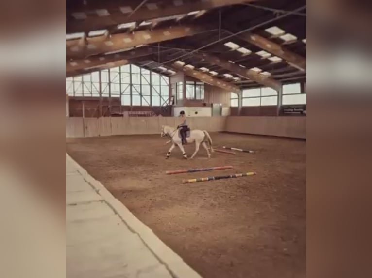 Knabstrupper Wallach 14 Jahre 157 cm White in Eisenach