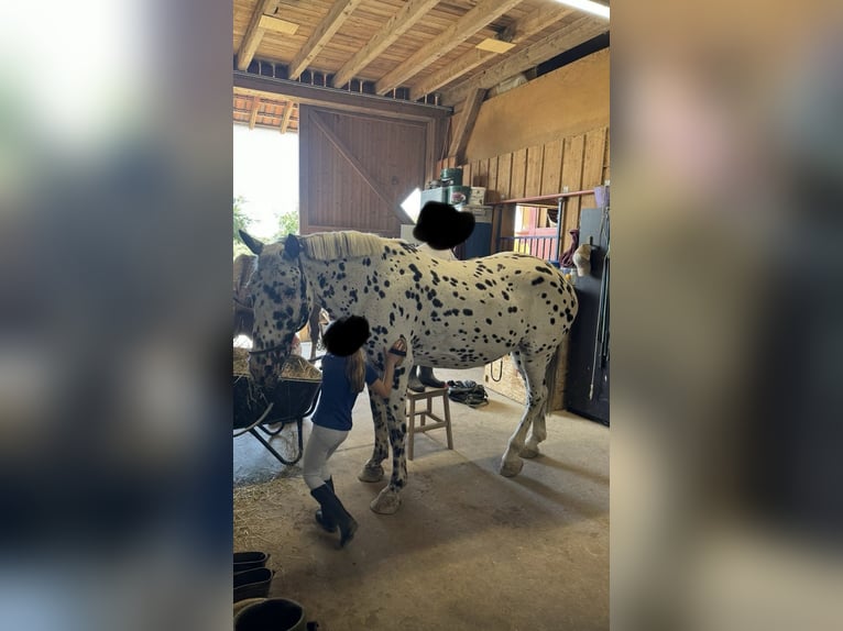 Knabstrupper Wallach 14 Jahre 165 cm in Vogtsburg im Kaiserstuhl