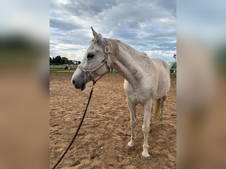 Knabstrupper Wallach 17 Jahre 167 cm Schimmel in Schloßvippach