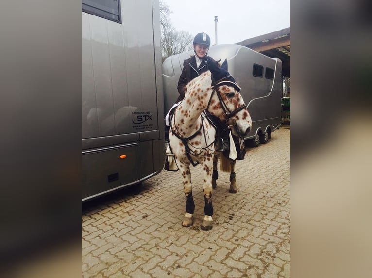 Knabstrupper Wallach 20 Jahre 152 cm Tigerschecke in B&#xF6;nningstedt