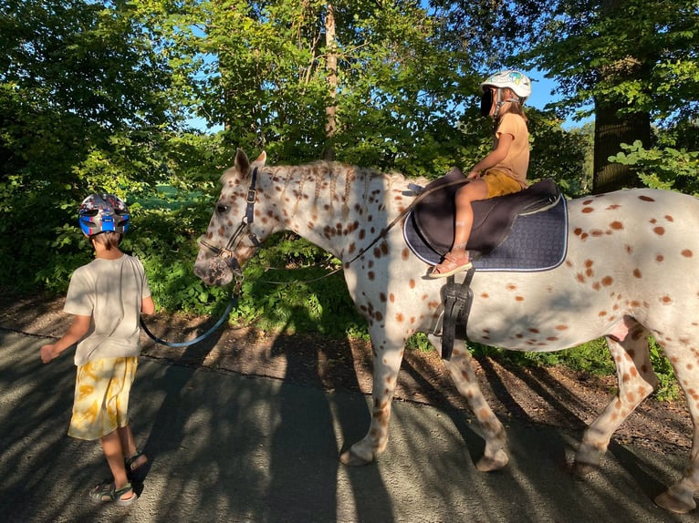 Knabstrupper Wallach 20 Jahre 152 cm Tigerschecke in B&#xF6;nningstedt