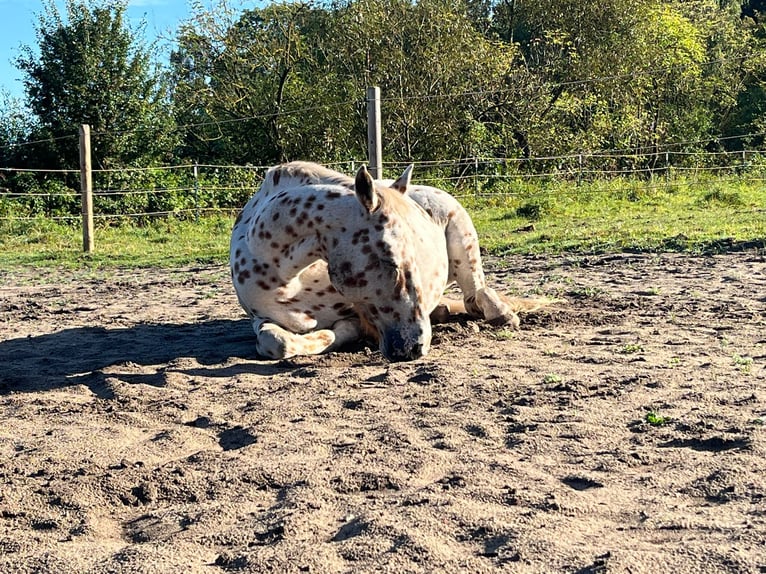 Knabstrupper Wallach 20 Jahre 152 cm Tigerschecke in B&#xF6;nningstedt