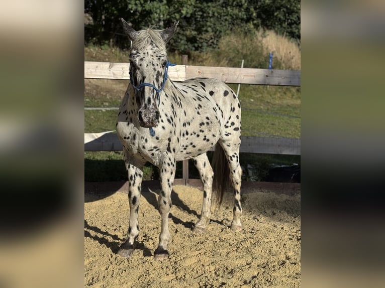 Knabstrupper Wallach 20 Jahre 158 cm Tigerschecke in Gefell