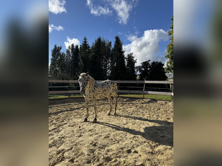 Knabstrupper Wallach 20 Jahre 158 cm Tigerschecke in Gefell