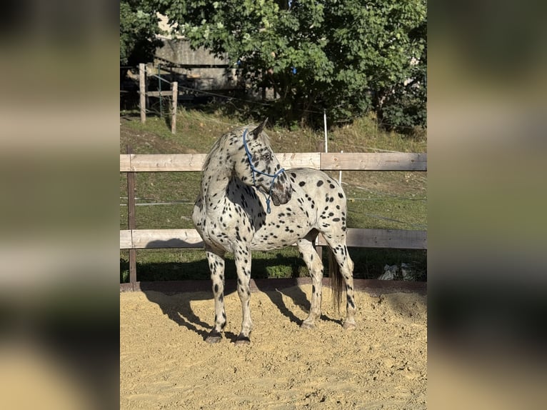 Knabstrupper Wallach 20 Jahre 158 cm Tigerschecke in Gefell
