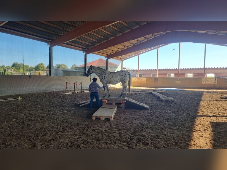Knabstrupper Wallach 23 Jahre 160 cm Tigerschecke in Karben Rendel