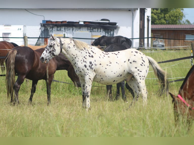 Knabstrupper Wallach 23 Jahre 160 cm Tigerschecke in Karben Rendel