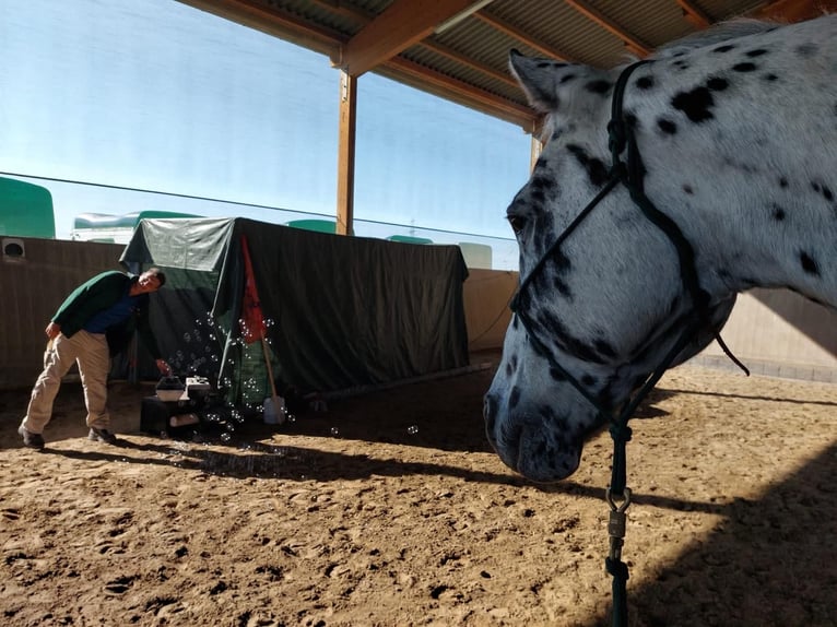 Knabstrupper Wallach 23 Jahre 160 cm Tigerschecke in Karben Rendel