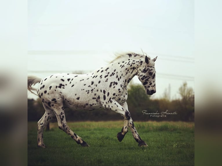 Knabstrupper Wallach 23 Jahre 160 cm Tigerschecke in Karben Rendel