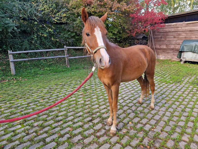 Knabstrupper Wallach 2 Jahre 139 cm Schecke in Bad Wildungen