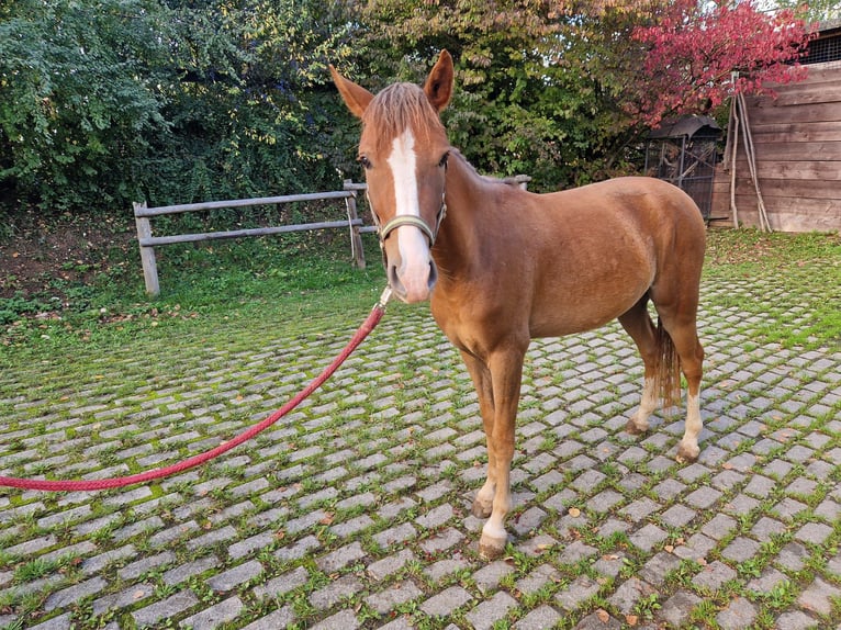 Knabstrupper Wallach 2 Jahre 139 cm Schecke in Bad Wildungen