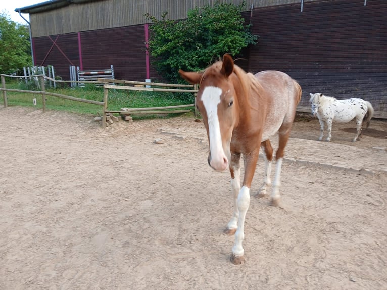 Knabstrupper Wallach 2 Jahre 149 cm Schecke in Bad Wildungen
