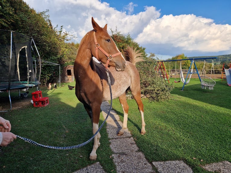 Knabstrupper Wallach 2 Jahre 149 cm Schecke in Bad Wildungen