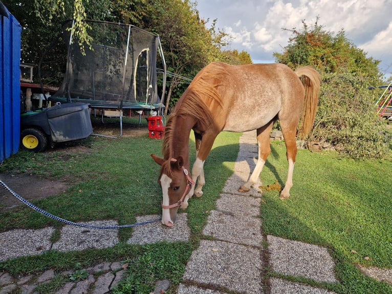 Knabstrupper Wallach 2 Jahre 149 cm Schecke in Bad Wildungen