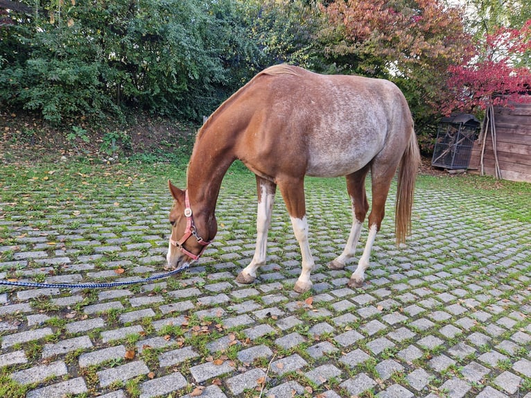 Knabstrupper Wallach 2 Jahre 149 cm Schecke in Bad Wildungen