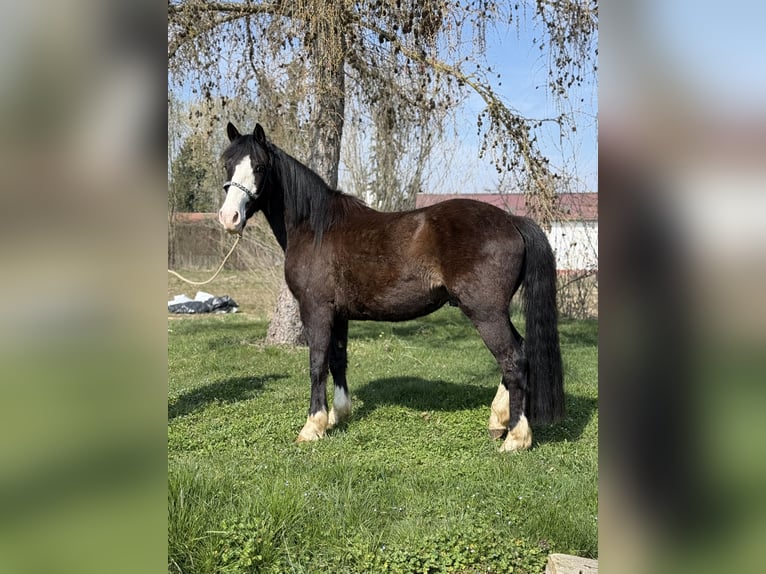 Knabstrupper Mix Wallach 3 Jahre 145 cm Rappe in Achstetten