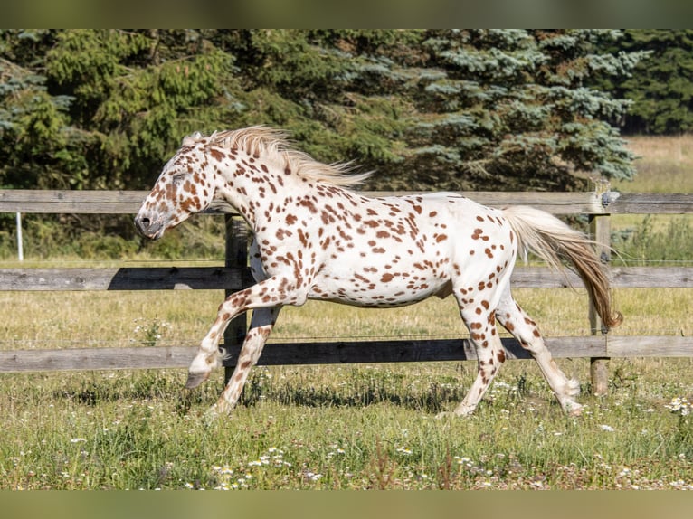 Knabstrupper Wallach 3 Jahre 155 cm Tigerschecke in Fredensborg