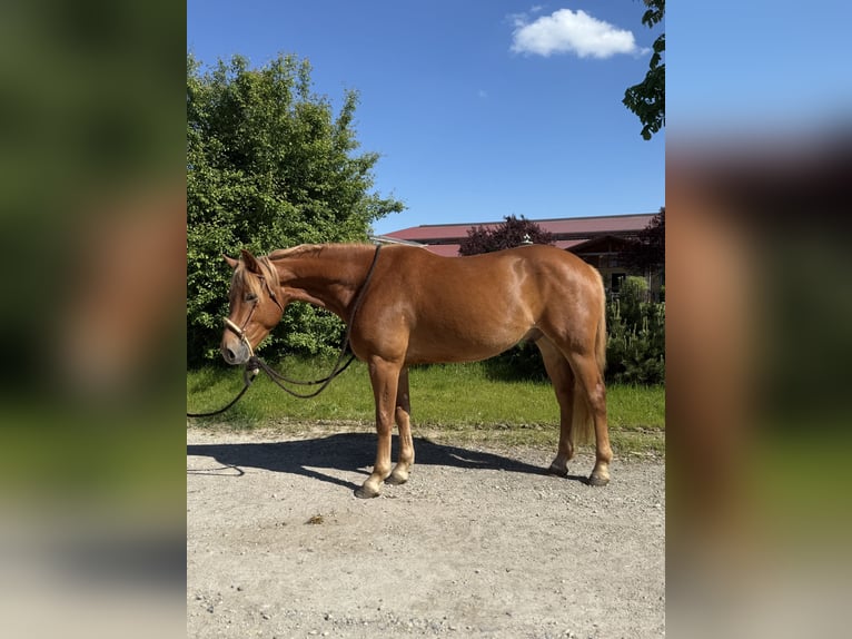 Knabstrupper Wallach 3 Jahre 156 cm Fuchs in Achstetten
