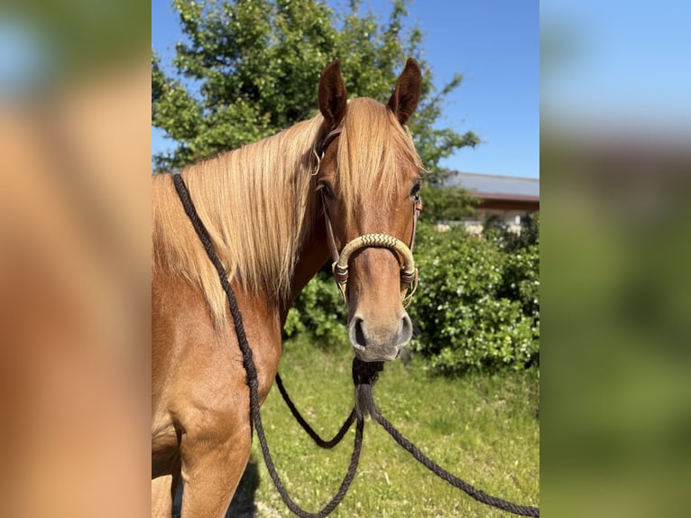 Knabstrupper Wallach 3 Jahre 156 cm Fuchs in Achstetten
