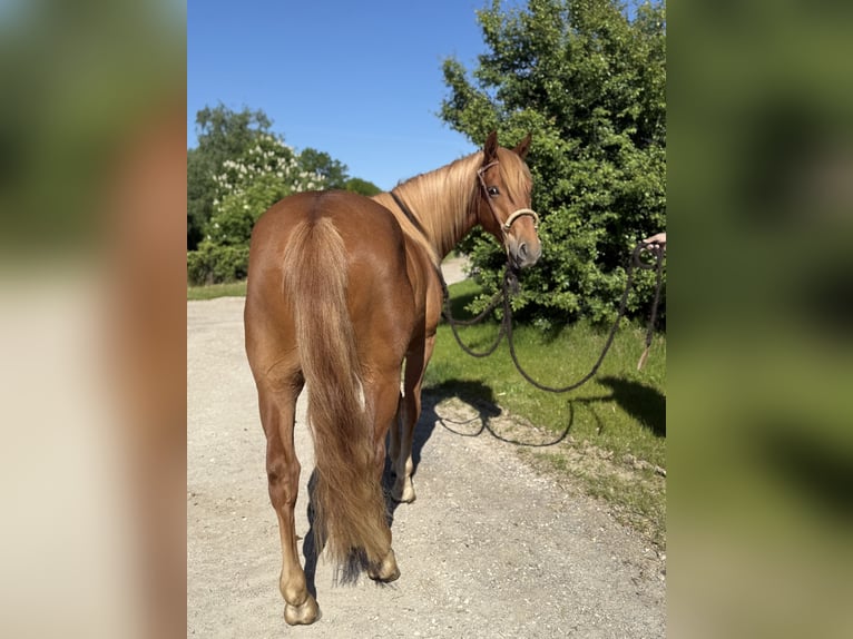 Knabstrupper Wallach 3 Jahre 156 cm Fuchs in Achstetten