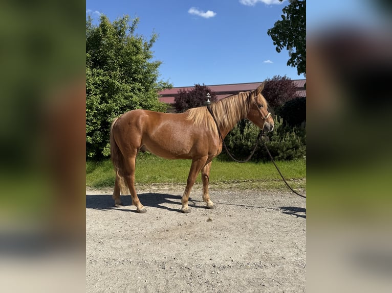 Knabstrupper Wallach 3 Jahre 156 cm Fuchs in Achstetten