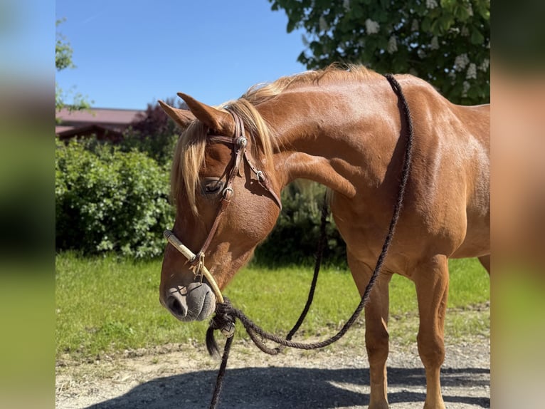 Knabstrupper Wallach 3 Jahre 156 cm Fuchs in Achstetten
