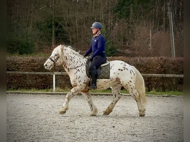 Knabstrupper Mix Wallach 4 Jahre 153 cm Tigerschecke in Neustadt (Wied)