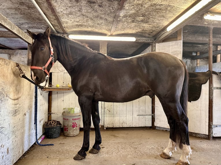 Knabstrupper Wallach 4 Jahre 155 cm  in Fredensborg