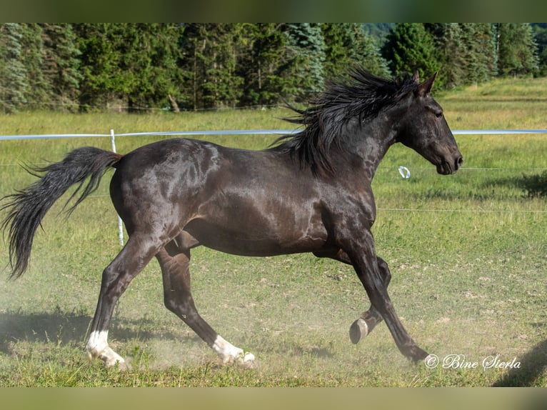 Knabstrupper Wallach 4 Jahre 155 cm  in Fredensborg