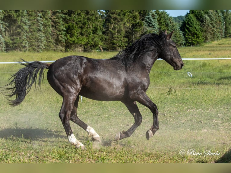 Knabstrupper Wallach 4 Jahre 155 cm  in Fredensborg