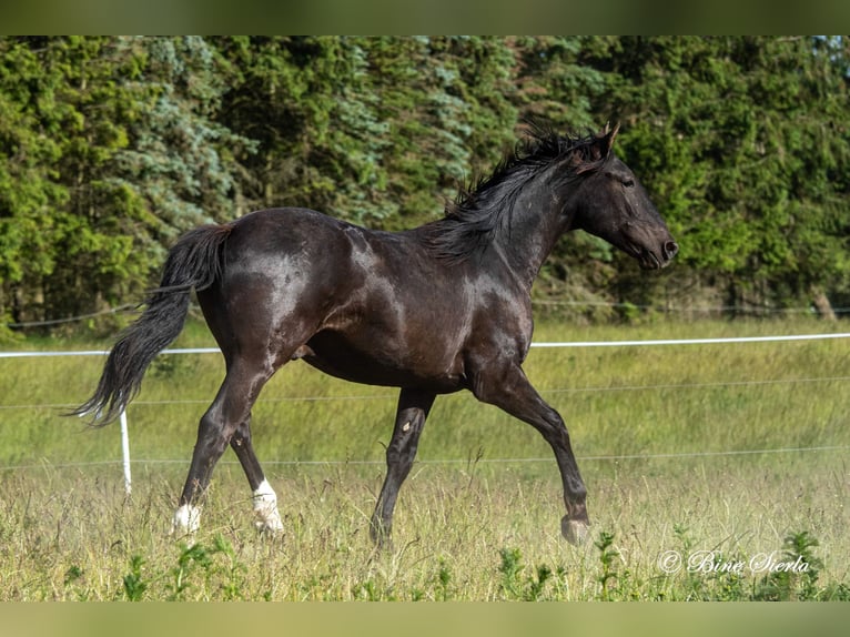 Knabstrupper Wallach 4 Jahre 155 cm  in Fredensborg