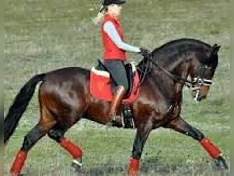 Knabstrupper Wallach 4 Jahre 155 cm  in Fredensborg