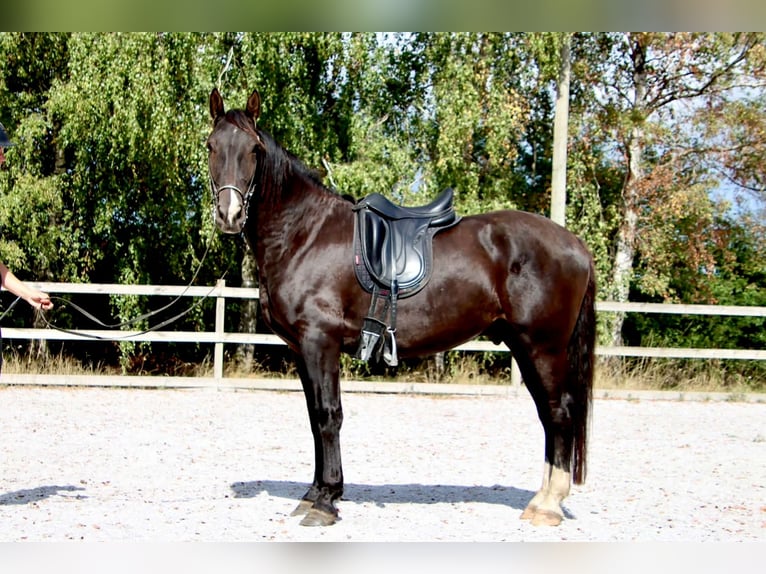 Knabstrupper Wallach 4 Jahre 158 cm  in Fredensborg