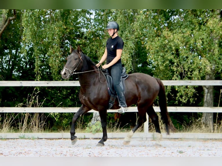 Knabstrupper Wallach 4 Jahre 158 cm  in Fredensborg