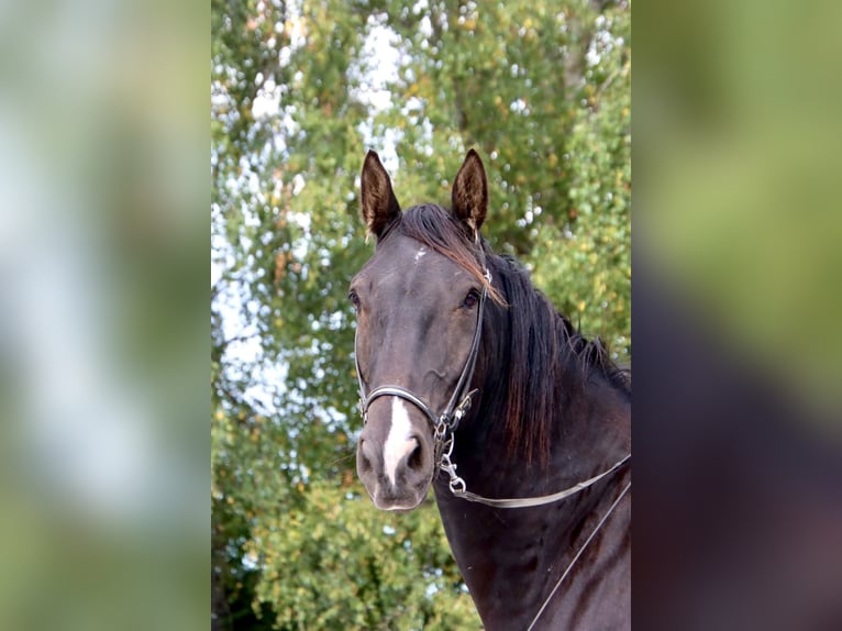 Knabstrupper Wallach 4 Jahre 158 cm  in Fredensborg