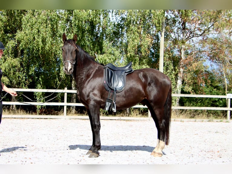 Knabstrupper Wallach 4 Jahre 158 cm Rappe in Fredensborg