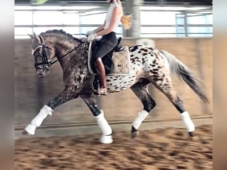 Knabstrupper Wallach 4 Jahre 160 cm Tigerschecke in Emden