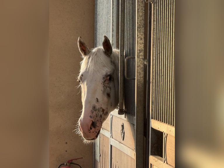 Knabstrupper Wallach 4 Jahre 160 cm Tigerschecke in Achstetten