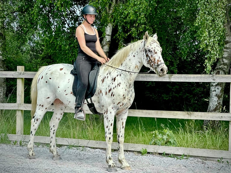 Knabstrupper Wallach 4 Jahre 162 cm Tigerschecke in Fredensborg