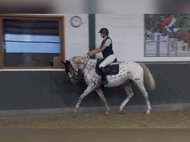 Knabstrupper Wallach 4 Jahre 164 cm in Bad Zwischenahn