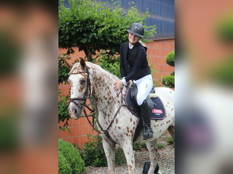 Knabstrupper Wallach 4 Jahre 164 cm in Bad Zwischenahn