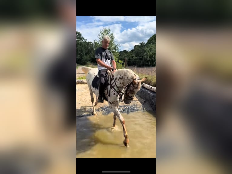 Knabstrupper Wallach 4 Jahre 164 cm in Bad Zwischenahn