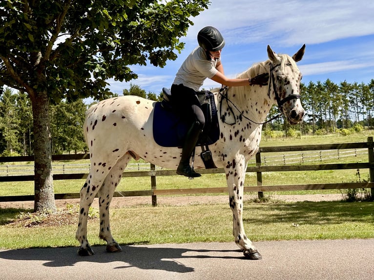 Knabstrupper Wallach 4 Jahre 164 cm Tigerschecke in Fredensborg