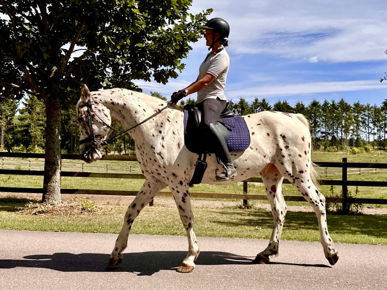 Knabstrupper Wallach 4 Jahre 164 cm Tigerschecke in Fredensborg