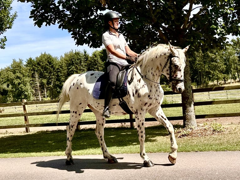 Knabstrupper Wallach 4 Jahre 164 cm Tigerschecke in Fredensborg