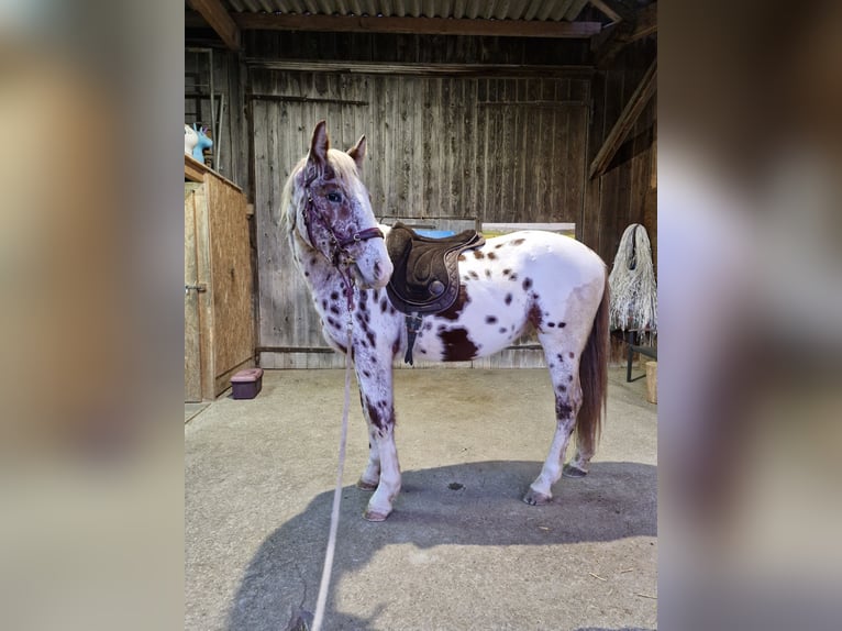 Knabstrupper Wallach 4 Jahre 164 cm Tigerschecke in Weisslingen