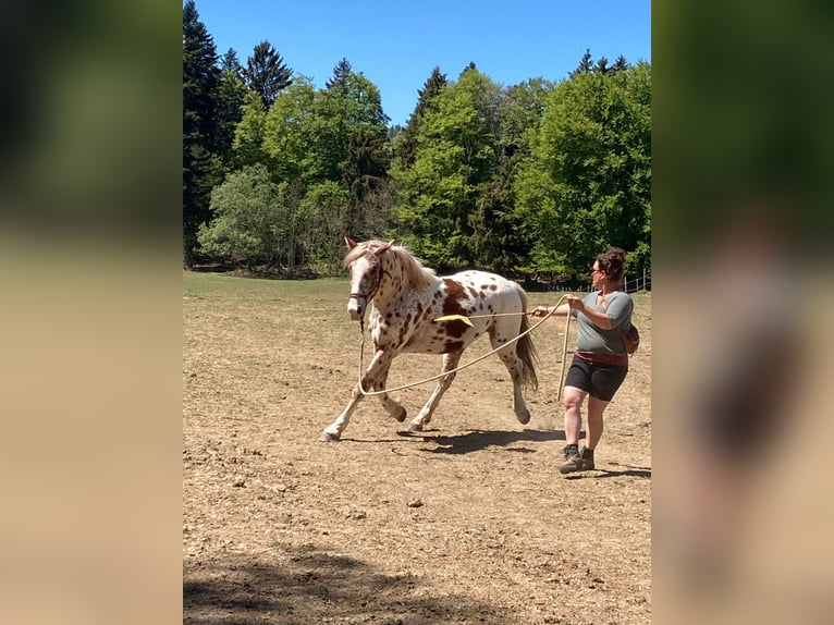 Knabstrupper Wallach 4 Jahre 164 cm Tigerschecke in Weisslingen