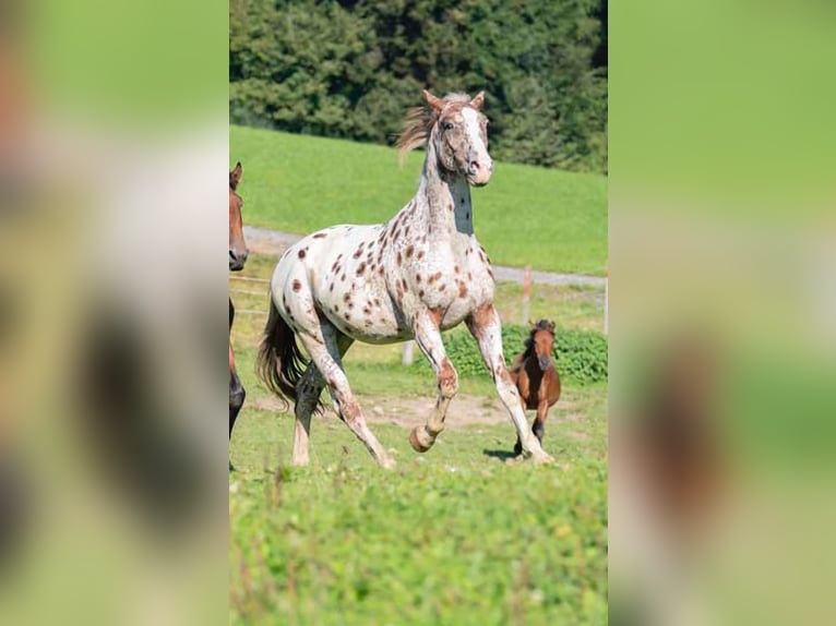 Knabstrupper Wallach 4 Jahre 165 cm Tigerschecke in 8400