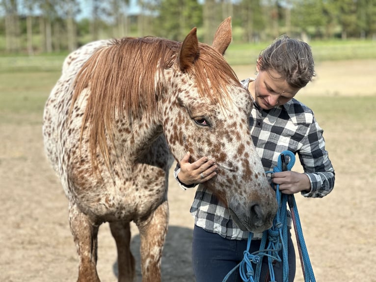 Knabstrupper Wallach 5 Jahre 158 cm Tigerschecke in Fredensborg